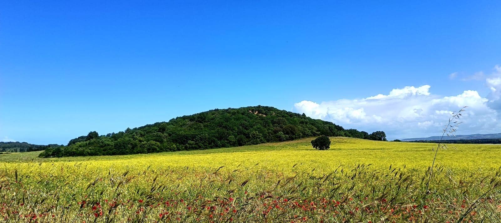 Campo di girasoli nei dintorni di B-Natural Glamping