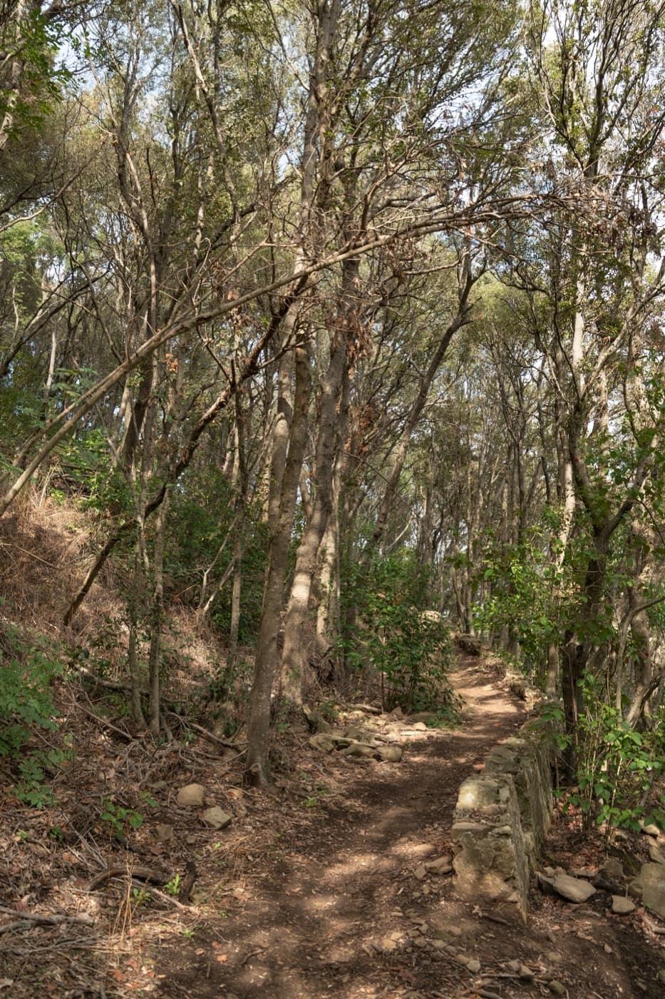 Trails in the scrub